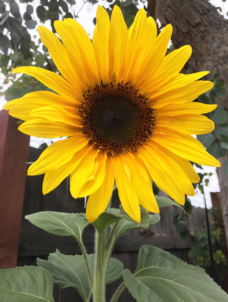 Sunflower